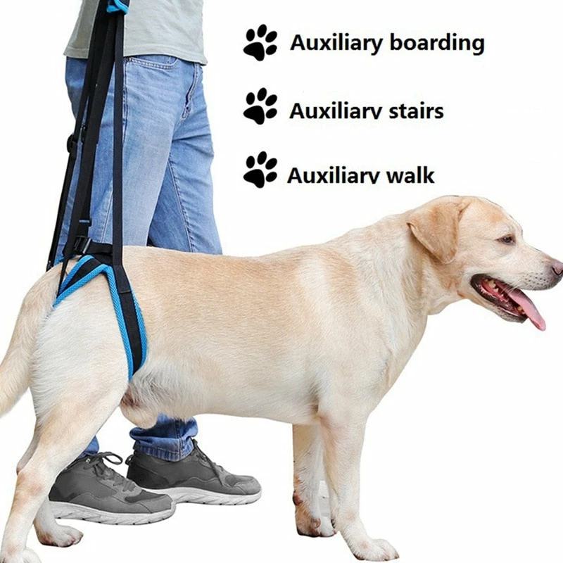 Top 10 ๐ Mia's Pet Supply 2019 New Adjustable ๐ Dog Lift Harness For Back Legs โค๏ธ 1 Mia's Pet Supply 2019 New Adjustable Dog Lift Harness For Back Legs
