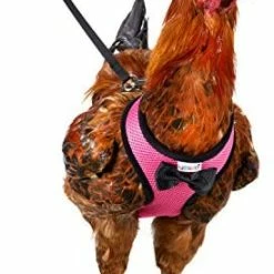 Mia's Pet Supply Yesito Chicken Harness Hen Size With 6ft Matching Leash