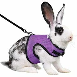 Discount โ Mia's Pet Supply Rabbit Houses & Accessories : Niteangel Adjustable Soft Harness With Elastic Leash For Rabbits (L, Orange) : ๐งจ 29 Mia's Pet Supply Rabbit Houses & Accessories : Niteangel Adjustable Soft Harness With Elastic Leash For Rabbits (L, Orange) :
