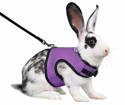 Discount โ Mia's Pet Supply Rabbit Houses & Accessories : Niteangel Adjustable Soft Harness With Elastic Leash For Rabbits (L, Orange) : ๐งจ 12 Mia's Pet Supply Rabbit Houses & Accessories : Niteangel Adjustable Soft Harness With Elastic Leash For Rabbits (L, Orange) :