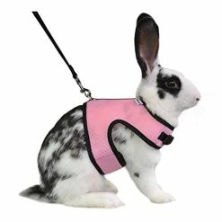 Discount โ Mia's Pet Supply Rabbit Houses & Accessories : Niteangel Adjustable Soft Harness With Elastic Leash For Rabbits (L, Orange) : ๐งจ 23 Mia's Pet Supply Rabbit Houses & Accessories : Niteangel Adjustable Soft Harness With Elastic Leash For Rabbits (L, Orange) :