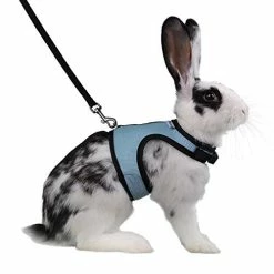 Discount โ Mia's Pet Supply Rabbit Houses & Accessories : Niteangel Adjustable Soft Harness With Elastic Leash For Rabbits (L, Orange) : ๐งจ 22 Mia's Pet Supply Rabbit Houses & Accessories : Niteangel Adjustable Soft Harness With Elastic Leash For Rabbits (L, Orange) :