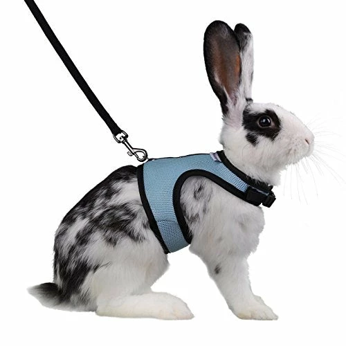Discount โ Mia's Pet Supply Rabbit Houses & Accessories : Niteangel Adjustable Soft Harness With Elastic Leash For Rabbits (L, Orange) : ๐งจ 5 Mia's Pet Supply Rabbit Houses & Accessories : Niteangel Adjustable Soft Harness With Elastic Leash For Rabbits (L, Orange) :
