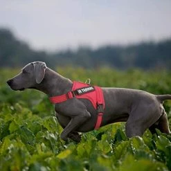 Best deal 🎉 Mia's Pet Supply Leashes And Harness NOYAL In Training 🐶 Dog Harness, Soft Breathable Mesh 🐶 Dog Vest Harness 🛒 18 Mia's Pet Supply Leashes And Harness NOYAL In Training Dog Harness, Soft Breathable Mesh Dog Vest Harness