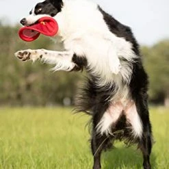 Mia's Pet Supply Pet Supplies : Pet Flying Discs : Nerf Dog Nylon Flying Disk Dog Toy, Large, Red : Dog Toys