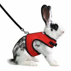 Mia's Pet Supply Rabbit Houses & Accessories : Niteangel Adjustable Soft Harness With Elastic Leash For Rabbits (L, Orange) :