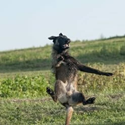 Mia's Pet Supply : COLLAR Floppy Dog Frisbee -