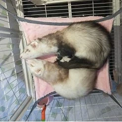 Mia's Pet Supply EONMIR Small Animal Sponge Double Hammock Rabbit Houses & Accessories