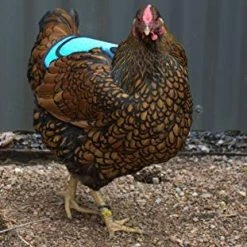 Mia's Pet Supply DOWN UNDER OUTDOORS Premium Chicken Saddle