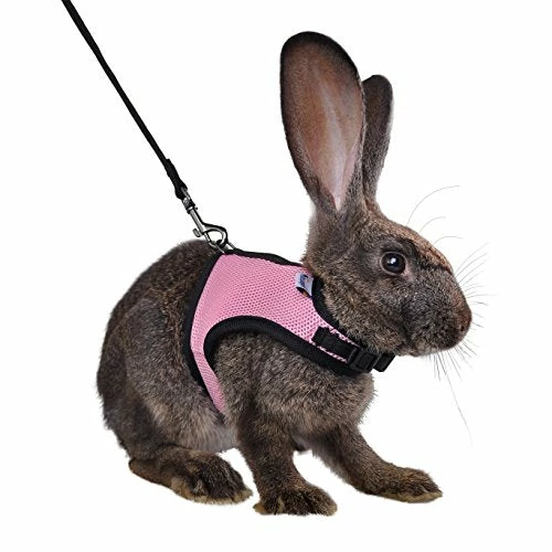 Discount โ Mia's Pet Supply Rabbit Houses & Accessories : Niteangel Adjustable Soft Harness With Elastic Leash For Rabbits (L, Orange) : ๐งจ 9 Mia's Pet Supply Rabbit Houses & Accessories : Niteangel Adjustable Soft Harness With Elastic Leash For Rabbits (L, Orange) :