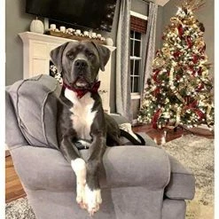 Promo ๐ Mia's Pet Supply Pet Soft & Comfy Bowtie ๐ฆฎ Dog And Cat Collar ๐ 19 Mia's Pet Supply Pet Soft & Comfy Bowtie Dog And Cat Collar