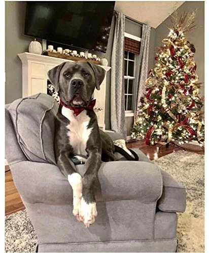 Promo ๐ Mia's Pet Supply Pet Soft & Comfy Bowtie ๐ฆฎ Dog And Cat Collar ๐ 4 Mia's Pet Supply Pet Soft & Comfy Bowtie Dog And Cat Collar