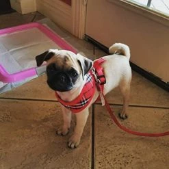 Mia's Pet Supply Leashes And Harness Ringloose No Pull Dog Vest Harness