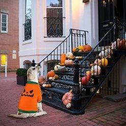 Mia's Pet Supply Apparel 5 Pcs Fall Halloween Dog Shirt Halloween
