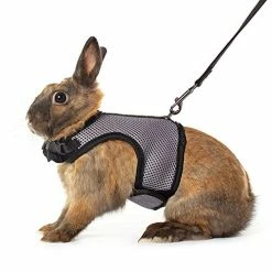 Discount โ Mia's Pet Supply Rabbit Houses & Accessories : Niteangel Adjustable Soft Harness With Elastic Leash For Rabbits (L, Orange) : ๐งจ 20 Mia's Pet Supply Rabbit Houses & Accessories : Niteangel Adjustable Soft Harness With Elastic Leash For Rabbits (L, Orange) :