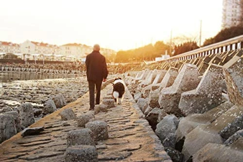 Top 10 โจ Mia's Pet Supply Dihapet ๐ Dog Harness, Service ๐ Dog Vest ๐คฉ 5 Mia's Pet Supply Dihapet Dog Harness, Service Dog Vest