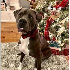 Promo ๐ Mia's Pet Supply Pet Soft & Comfy Bowtie ๐ฆฎ Dog And Cat Collar ๐ 20 Mia's Pet Supply Pet Soft & Comfy Bowtie Dog And Cat Collar