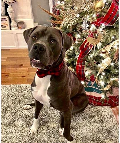 Promo ๐ Mia's Pet Supply Pet Soft & Comfy Bowtie ๐ฆฎ Dog And Cat Collar ๐ 5 Mia's Pet Supply Pet Soft & Comfy Bowtie Dog And Cat Collar