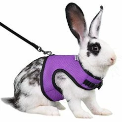 Discount โ Mia's Pet Supply Rabbit Houses & Accessories : Niteangel Adjustable Soft Harness With Elastic Leash For Rabbits (L, Orange) : ๐งจ 27 Mia's Pet Supply Rabbit Houses & Accessories : Niteangel Adjustable Soft Harness With Elastic Leash For Rabbits (L, Orange) :