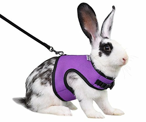 Discount โ Mia's Pet Supply Rabbit Houses & Accessories : Niteangel Adjustable Soft Harness With Elastic Leash For Rabbits (L, Orange) : ๐งจ 10 Mia's Pet Supply Rabbit Houses & Accessories : Niteangel Adjustable Soft Harness With Elastic Leash For Rabbits (L, Orange) :