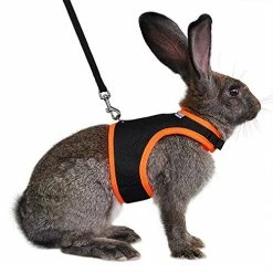 Discount โ Mia's Pet Supply Rabbit Houses & Accessories : Niteangel Adjustable Soft Harness With Elastic Leash For Rabbits (L, Orange) : ๐งจ 33 Mia's Pet Supply Rabbit Houses & Accessories : Niteangel Adjustable Soft Harness With Elastic Leash For Rabbits (L, Orange) :