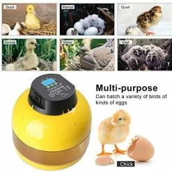 Discount 😍 Mia's Pet Supply Magicfly Digital Mini Semi Automatic Egg Incubator 10 Eggs Poultry Hatcher 👏 12 Mia's Pet Supply Magicfly Digital Mini Semi Automatic Egg Incubator 10 Eggs Poultry Hatcher