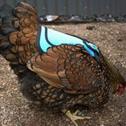 Mia's Pet Supply DOWN UNDER OUTDOORS Premium Chicken Saddle