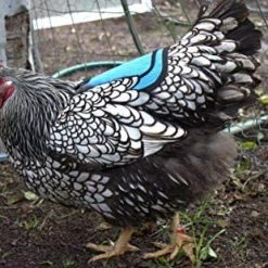 Mia's Pet Supply DOWN UNDER OUTDOORS Premium Chicken Saddle