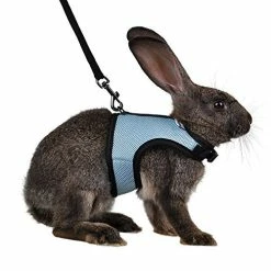 Discount โ Mia's Pet Supply Rabbit Houses & Accessories : Niteangel Adjustable Soft Harness With Elastic Leash For Rabbits (L, Orange) : ๐งจ 24 Mia's Pet Supply Rabbit Houses & Accessories : Niteangel Adjustable Soft Harness With Elastic Leash For Rabbits (L, Orange) :