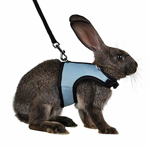 Discount โ Mia's Pet Supply Rabbit Houses & Accessories : Niteangel Adjustable Soft Harness With Elastic Leash For Rabbits (L, Orange) : ๐งจ 7 Mia's Pet Supply Rabbit Houses & Accessories : Niteangel Adjustable Soft Harness With Elastic Leash For Rabbits (L, Orange) :