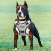 Mia's Pet Supply : Babyltrl Silver Big Dog Harness No-Pull Anti-Tear Adjustable Leashes And Harness