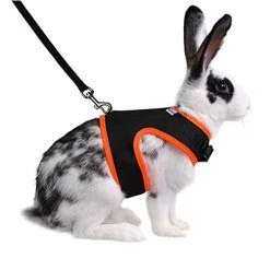 Discount โ Mia's Pet Supply Rabbit Houses & Accessories : Niteangel Adjustable Soft Harness With Elastic Leash For Rabbits (L, Orange) : ๐งจ 34 Mia's Pet Supply Rabbit Houses & Accessories : Niteangel Adjustable Soft Harness With Elastic Leash For Rabbits (L, Orange) :
