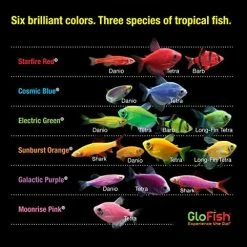 Mia's Pet Supply GloFish 20 Gallon Aquarium Kit With LED Lights, Decor Heater And Filter Fish Products