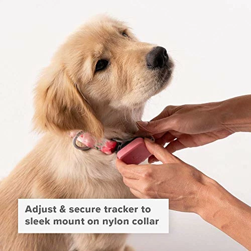 Outlet โจ Mia's Pet Supply Leashes And Harness : Whistle GO/GO Explore/Twist & Go Pet Collars/Squirrel Grey/Medium-Large : Pet Supplies ๐ 5 Mia's Pet Supply Leashes And Harness : Whistle GO/GO Explore/Twist & Go Pet Collars/Squirrel Grey/Medium-Large : Pet Supplies