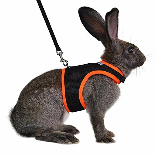 Discount โ Mia's Pet Supply Rabbit Houses & Accessories : Niteangel Adjustable Soft Harness With Elastic Leash For Rabbits (L, Orange) : ๐งจ 18 Mia's Pet Supply Rabbit Houses & Accessories : Niteangel Adjustable Soft Harness With Elastic Leash For Rabbits (L, Orange) :