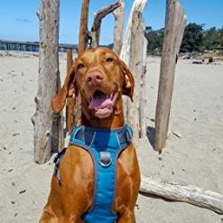 Mia's Pet Supply Leashes And Harness : Embark Adventure Harness For Dogs