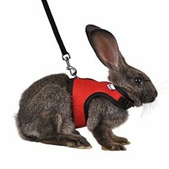 Discount โ Mia's Pet Supply Rabbit Houses & Accessories : Niteangel Adjustable Soft Harness With Elastic Leash For Rabbits (L, Orange) : ๐งจ 30 Mia's Pet Supply Rabbit Houses & Accessories : Niteangel Adjustable Soft Harness With Elastic Leash For Rabbits (L, Orange) :