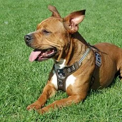 Mia's Pet Supply FIVEWOODY Tactical Dog Training Harness No Pulling Front Clip Leashes And Harness