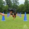 Mia's Pet Supply Training : Dog Agility Hurdle Cone Set