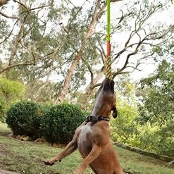 Mia's Pet Supply Dog Toys Outdoor Hanging Bungee Dog Tug Toy, Interactive Tug-of-War