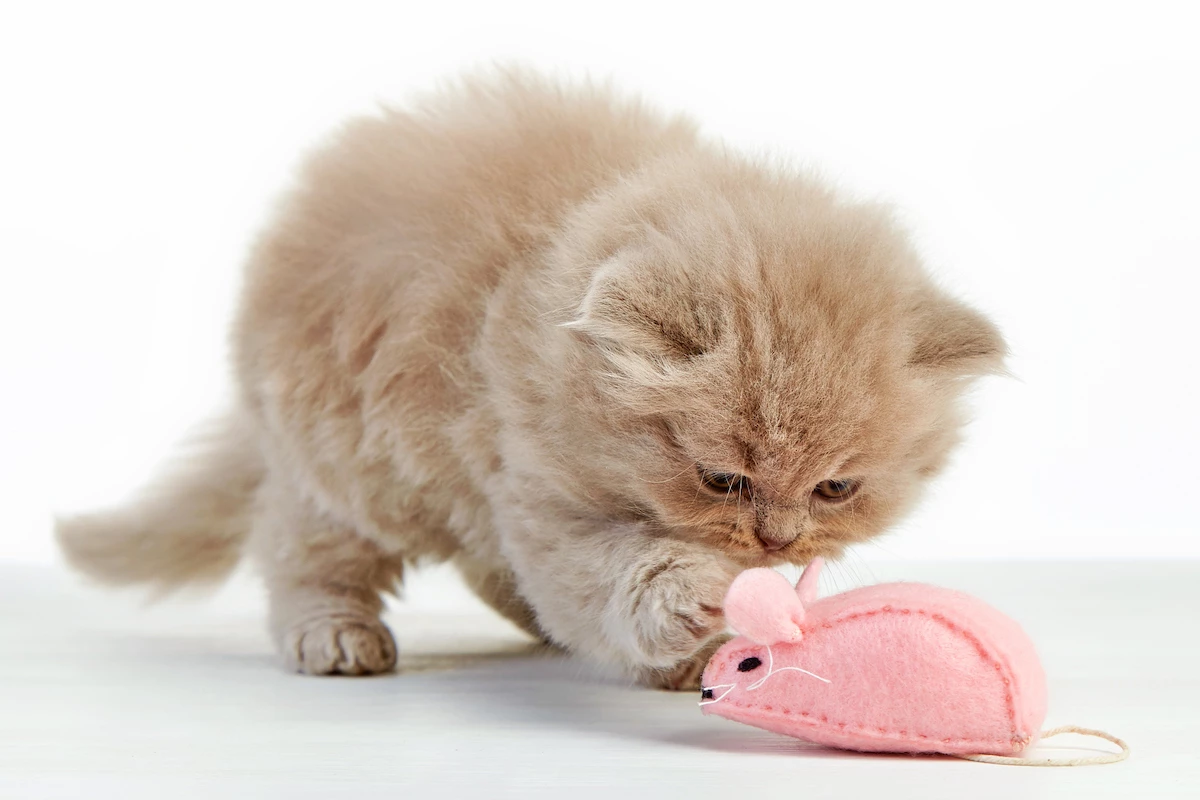 Cheap Mia's Pet Supply Store -Cheap Mia's Pet Supply Store 95